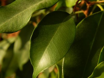 Close up of a green plant leaf