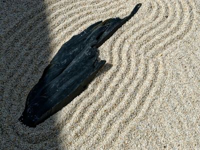 Sand ripples on a zen garden